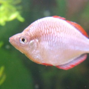 anth fish 016.jpg