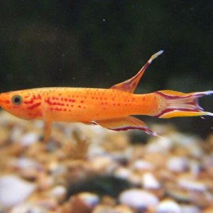 anth fish 022.jpg