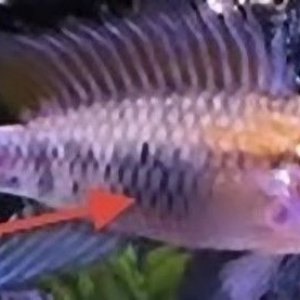 Apisto Viejita Zoom.jpg