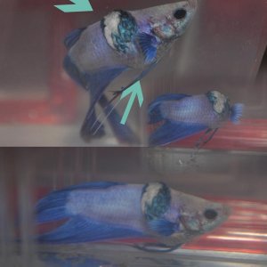 betta.jpg