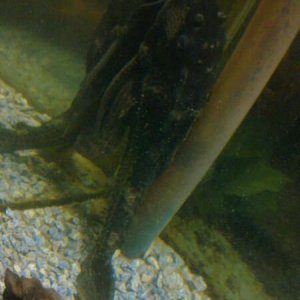 Pleco photo 3.jpg