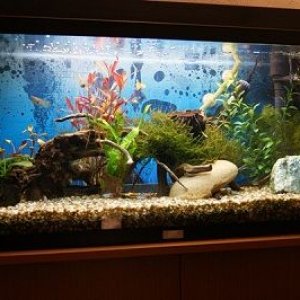 resized fish tank.jpg