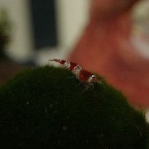 resized crystal shrimp.jpg