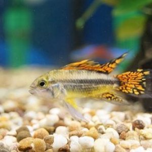 resized apistogramma.jpg