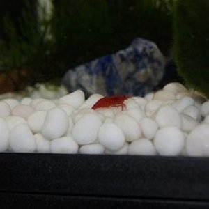 resized cherry shrimp.jpg