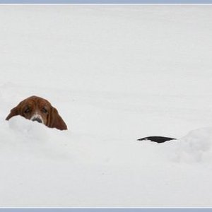 sassyandpea in the snow.jpg