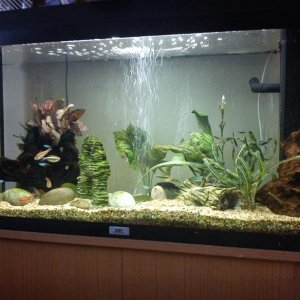 Fish tank Feb 2011.JPG