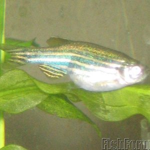 2316_Danio_2_1.jpg