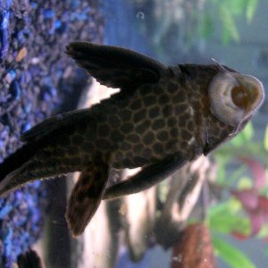 pleco.jpg