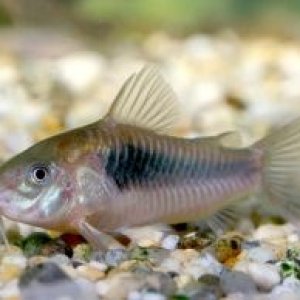 Corydoras_aeneus.jpg