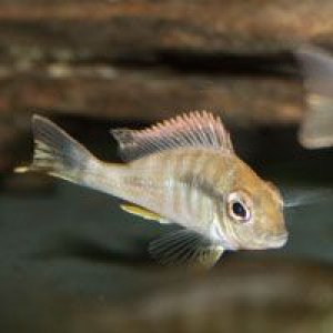 Geophagus sp. "Tapajos Orange Head Eartheater".jpg