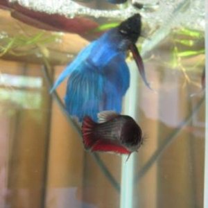 Breeding Betta 005.JPG