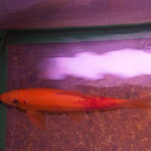 fish 2 005.jpg