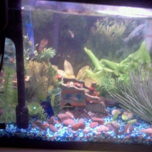 fish tank246949_224642277564920_100000574473075_889705_7105285_n.jpg