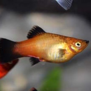 Platy Red Gills.jpg