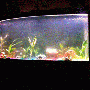 fishtank71811.gif