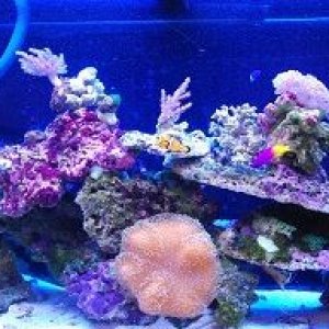 reef tank - Copy.jpg