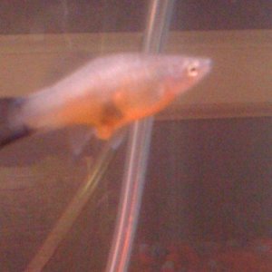 swordtail.jpg