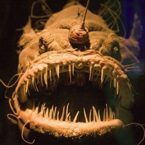 Angler Fish.jpg