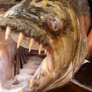 piranha--300x168.jpg