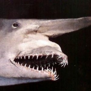 Goblin Shark.jpg