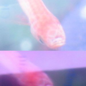 Swordtail.jpg