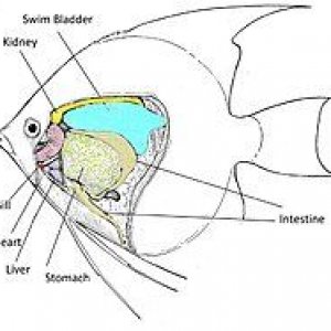 AngelfishAnatomy4.jpg