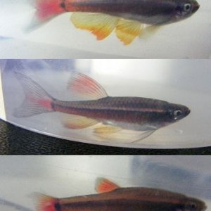 minnows copy.jpg