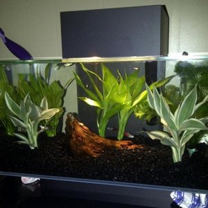 aquascape 1.jpg