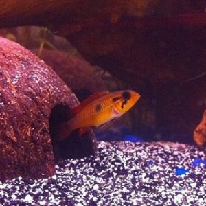 FemaleApisto.jpg