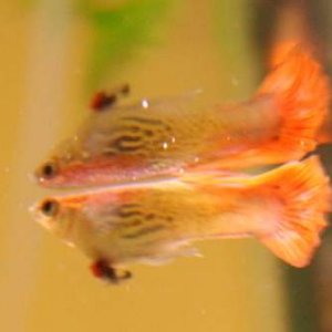 2011_11_01- Fantail guppy sickness-3v2.jpg