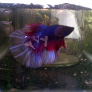 betta spl.jpg