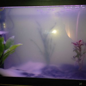 fishtank_0003.jpg