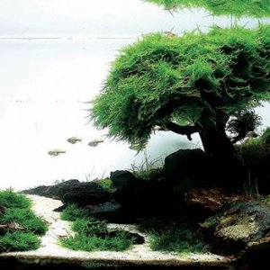 nature_aquarium_2.jpg