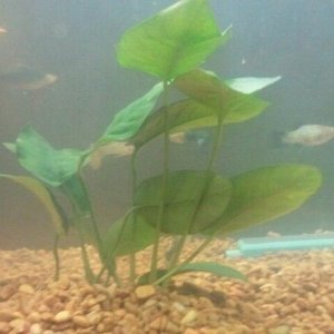 Anubias.jpg