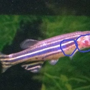 ZebraDanio - Marked.JPG