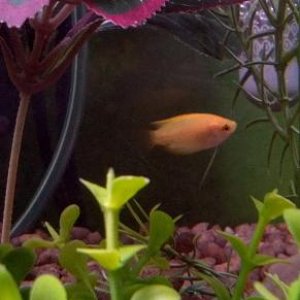 Honey Gold Gourami.jpg