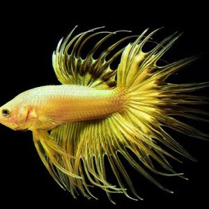 gold betta 2.jpg