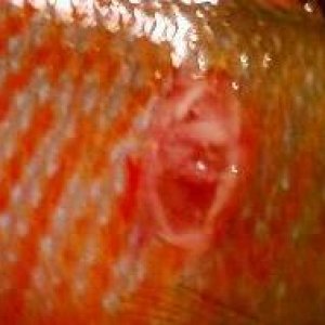 fish 4_crop.jpg