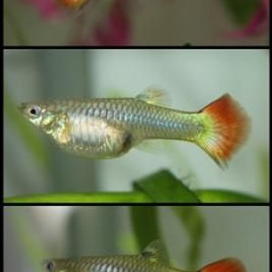 rainbowguppy (Small).jpg