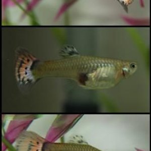 tigerguppy (Small).jpg