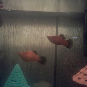 PregPlaty03-29-12.jpg