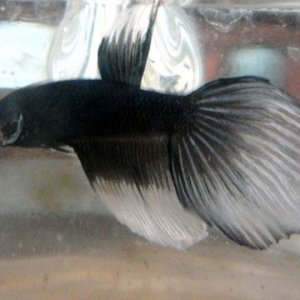 betta.JPG