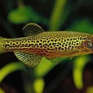 Danio_Leopard_Danio.jpg