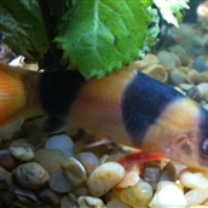 Clown Loach (Custom).PNG