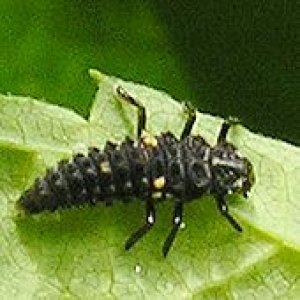 ladybird_larvae04-3_170.jpg