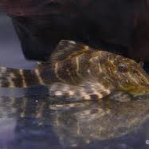 clownpleco.jpg