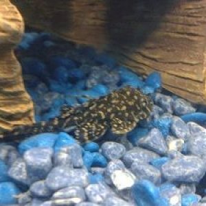 plecoresised.jpg