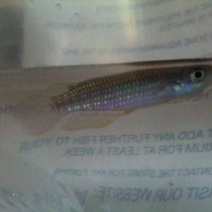 killifish.jpg