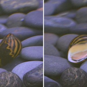 zebra-snail.jpg